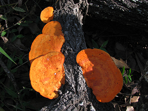 Scarlet Bracket Fungi