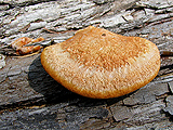 Pycnoporus sanguineus
