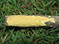 Crust Fungi