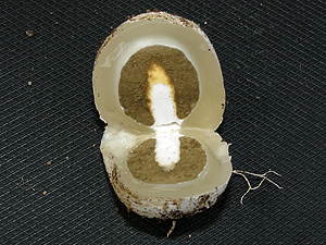 Falus ruby vejce snížit na polovinu